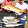 Point Blanc TX anglers Nora and Mike Therrell night-fished under lights to tailgate these nice flounder-, trout, and 36 inch bull red