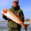 Qianm Gorg Peter of Houston nabbed this HUGE 32 inch tagger Bull red from the surf on cut mullet