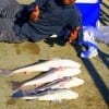 Rollover Dave of Houston fished the early tide with shrimp for these nice reds and drum