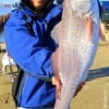 Dallas angler Taiki Iwase fished a Berkley Shrimp to nab this 32 inch tagger Bull red