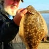 Dan Lynch of Ennis TX took this nice flatfish on a Berkley Gulp