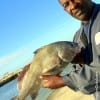 Houston angler Jerome Boudreaux nabbed this nice keeper eater drum while fishing shrimp