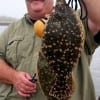 John Overton of Alvin TX tethered up these nice flounder on Berkley Gulp