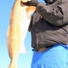 This 36 inch Bull Red was caught and tagged by Theador Muckecroy of Houston while fishing shrimp
