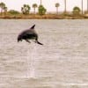 Took this image of a leaping dolphin while crossing from Galveston to Bolivar on the Ferry
