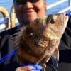 Houston Angler Darlene Johnson nabbed this nice Sheepshead on Shrimp