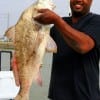 Houston angler Joshua House caught and released this 33 inch Bull drum he took on shrimp