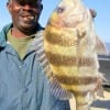 Ray Jarman of Sugar Land TX took this nice sheepshead while fishing live shrimp