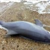 Sadly this dead dolphin washed up on Gilchrist beach (Photo by Karen Elliot)