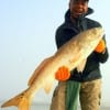 T. Harris of Missouri City TX caught and released this HUGE 39 inch Bull Red he took on shrimp