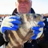 Texas City angler Floyd Henderson nabbed this nice sheepshead while fishing dead shrimp