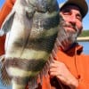 Humble TX angler Alton Thorpe nabbed this nice sheepshead he caught on shrimp