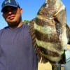 Juan Marquez of Houston caught this nice sheepshead on shrimp