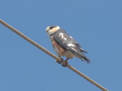 tiny Pearl Kite is scattered through the dry areas of the Tropics, trying to make kestrels look large. They take insects and mice mostly, occasionally chasing small, ground-feeding birds. Few kites perch out in the open as much as these dwarfs, and few fit the “kite” mold less, either (whatever that is).