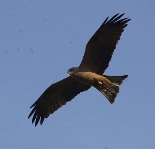 The Yellow-billed Kite of Africa reminds us of several kites in Australia, with all being closely related. They are heavily sarcophagus, competing with vultures in Africa for road kill. As with many birds that feed or nest near highways (like swallows), these roads may actually raise their populations, despite killing a fair number.