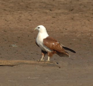 The beautiful Brahminy Kites seem attracted to aquatic areas, with this one working the dried mud near Cairns for stranded sea life. The white head and belly mirrors some of the eagles in the Old World, and even our Osprey (and theirs…). This bird has quite a large range and is worshipped in some cultures.