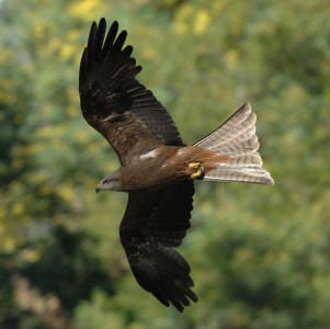 The Black Kite is quite a common bird in Australia’s dry country, often seen gliding around roadsides due to the carrion available. It’s both sad and amazing how many mammals (especially) are killed by automobiles in the Outback, especially kangaroos and wallabies. One wonders if these birds have increased with more traffic.