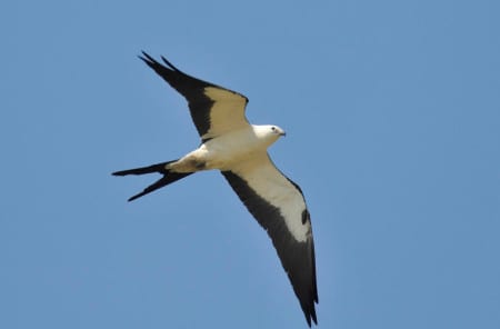 Swallow-tailed Kites are largely birds of the Deep South in swamps and damp woodlots. They arrive from Amazonas very early & leave mostly in August to return to the Tropics. Occasionally we get them flying up or down the Island in the migration but they are not a common bird in Texas. They are very common in the Florida Peninsula. This species will often pluck lizards and small snakes off branches, p lus insects and treefrogs.