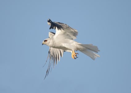White-tailed Kites are common on the Texas and California Coasts, also ranging in good numbers through Central Amer ica and drier areas of South America. They are confirmed rat eaters, dropping off poles and wires onto much smarter but less aware Cotton Rats in fields. Their red eyes allow them to see in lower light than most birds feed in.