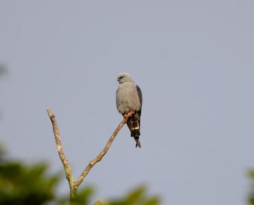 This picture of a resting Plumbeous Kite just underscores the kites’ similarity to falcons. Also curious is how many raptors have pink or yellow legs. With all the tropical birds which have shown up in the US since 2000, one wonders how long before this species make its appearance. If you don’t think it’s possible, read on…