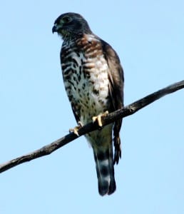 This rare kite resembles a skinny Broad-winged Hawk, but is actually the first US record of a Double-toothed Kite for North America. This was taken by my friend David Hanson, who noticed the strange bird while walking by a High Island woodlot, and sent it to me. Aside from Dave taking terrific pictures, this also illustrates the value of camera toting, as the bird was not seen again. But that magic moment was frozen in time, thank goodness.