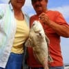 Ronnie and Charlotte Curtis of Clinton ARK took this nice keeper drum on shrimp
