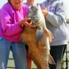 TX and ARK Fishin Gals Bonnie Warwick, Martha Gilmore, and Connie Stewart caught and released this HUGE 38 inch 25 lb Bull Drum on shrimp