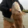 Travis Welch of Humble TX nabbed this HUGE 36 inch drum on live shrimp- released