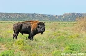 91 adult buffalo exist today in the Cap Rock Canyon State Park, descendants of the herd Mary Ann saved