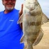 Bob Ferrante of Houston nabbed this nice keeper drum fishing shrimp