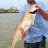 Donald Williamson of Warren TX fished cut croaker to nab this 24inch tagger Bull red