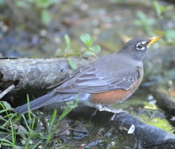 We have scattered flocks of robins around all winter, but a few arriving off the gulf well into the spring. And third, some nest from La Marque into the neighborhoods of Houston. The above is a male, with females a bit paler and less colorful. To understand the different statuses of birds, read from 124 to 125.