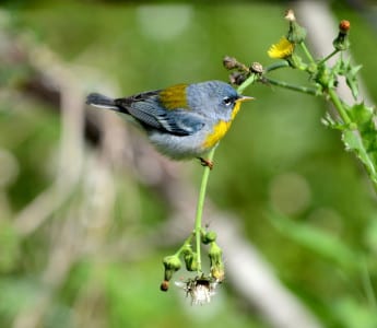 We are well over halfway through our allotment of Northern Parulas, but a few persist. They are unmistakable with their blue top and yellow front, and the green middle of the back is typical parula. This is a small, short-tailed warbler of the southern swamps, but they live in the canopy and are much easier to see in the migration.