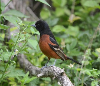Orchard Orioles are very common ear ly spring migrants, although they persist throughout most of the period. They are now even nesting sparingly on Galveston, ever-increasing. They and Indigo Buntings are faring well with forest fragmentation, while most of their ilk is struggling.