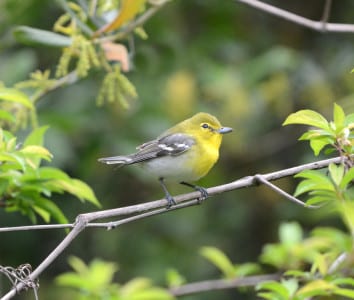 The only vireo with any real color is the Yellow-throated Vireo. Conspicuous is the vireo bill, cylindrical and hooked, and wingbars behind the yellow front. These are southern in range, so they are early migrants.