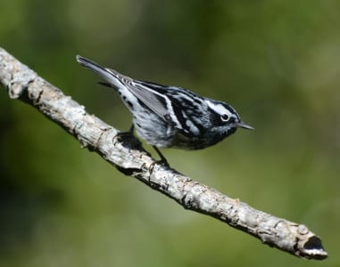 Black-and-white warblers are here for the entire spring migration, but are especially common in late March and early April. They creep around on the bark and probe into crevices. This is a male, with a black throat.