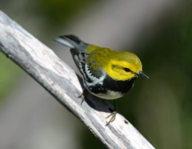 Black-throated Green Warblers are also seen throughout much of the migration, with the males being quite the lookers. Some ask about Golden-cheeked Warblers, but that species is virtually unknown on the UTC.
