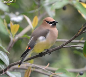 Cedar Waxwings winter in the Deep South and are departing quickly for more northern nesting grounds. However, later in the migration, ones that wintered in places like the Yucatan will cross the Gulf and show up here, even as late as early May.