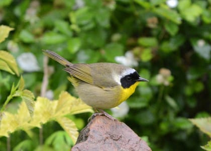 Common Yellowthroats creep up out of the marshes and sneak through woods for bugs at this time. Males are unmistakable with their black masks, but make sure you know the difference between them and Hooded & Kentucky.