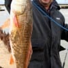 Houston angler Tony Saldana fished with shrimp to catch this 28inch slot red