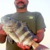 James Nazworthy of Grand Prairie TX caught and released this nice sheepshead he took in a castnet