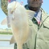 Lonnie Higgons of Houston took this nice keeper drum while fishing shrimp