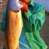 Neoma Smith of Gilchrist caught and released this 29inch redfish she took on a finger mullet