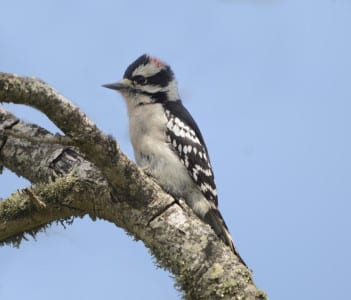 As he began noticing this tall guy with the camera fixed on him, he raised his crest like several birds do when alarmed. Other woodpecker characteristics are the chisel bill, the stiff tail feathers propping him up and the long toes on the previous page. These are called zygodactyl – two toes in front and two in back.