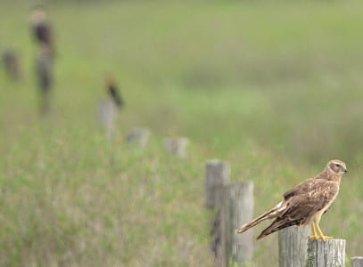 Fence posts in open areas have long since been kind to predators, as this picture shows. A female Northern Harrier sits atop a close one, ever vigilant for rats. This species nests on the Island, but only occasionally in the rest of Texas. A caracara waits in the back, in the only place (Galveston) I have ever known them to eat rats. And if anyone knew the middle bird was a female Great-tailed Grackle, you need to be running my birding tours.
