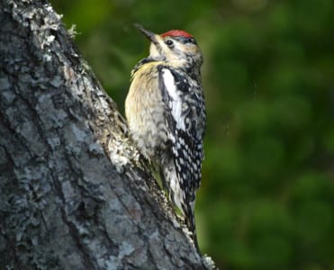 Yellow-bellied Sapsuckers are woodpeckers who feed on plant secretions and insects that stick to it. This bird spent nearly a week in my yard – quite a long time for a migrant. The fact that he tarried on the tree over my pond delighted me no end. You can see the typical woodpecker characteristics (beak, feet and tail), but there are several species of closelyrelated sapsuckers.
