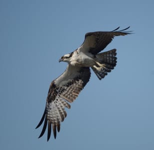 One of our few circum-Equatorial birds is the Osprey, the only species in an entire family. If those toes seem a little long, [don ’t try clipping them!) they are exaggerated for piercing the dorsal epidermal and vertebral layers of fish. While some great birds of prey (eagles) will fly off when their nests are approached by humans, Ospreys will rip off your arms to the nub.