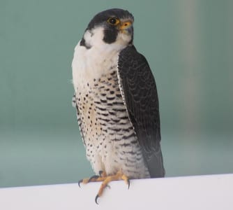 The most widespread of the falcons is our Peregr ine, and this one was photographed by our local Audubon President, who works there at Moody Gardens. Great shot! Peregrines are among our fastest birds, diving on hapless birds at speeds in excess of one hundred mph (or about what I drive on the Seawall). Their range extends across the Planet, with the exception of Antarctica. Hot bird! :0