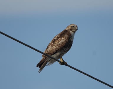 Here is a more normal immature red-tail, with a broad belly band and worn plumage. We get mostly young birds after February as the adults have gone north to begin nesting and rearing. Probably due to the cold winter, many birds were late clearing out (I mentioned the cranes earlier), and we even had kestrels well into April.