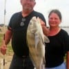 Ray and Sarah Paulson of Throckmorton TX were happy with this nice keeper drum they caught on shrimp
